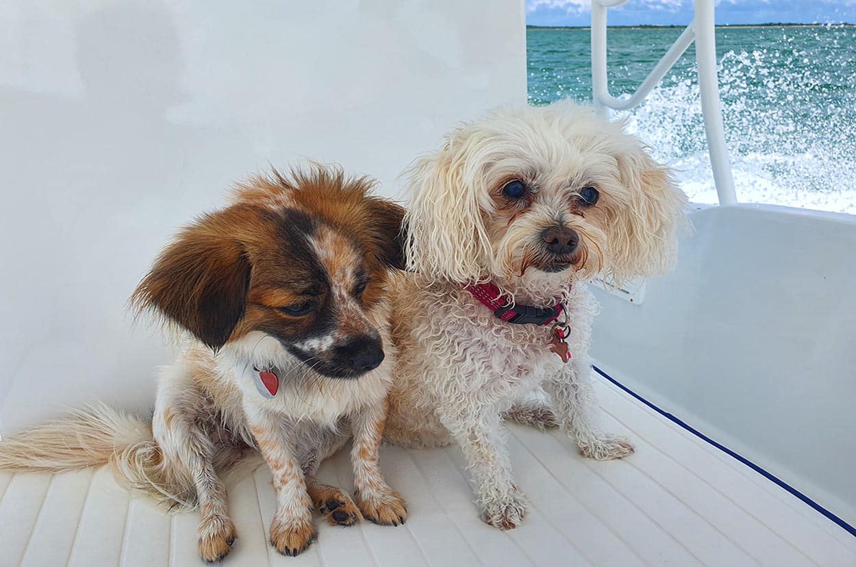 Joyful dogs Hazel and Pippi enjoy a fun-filled beach day.