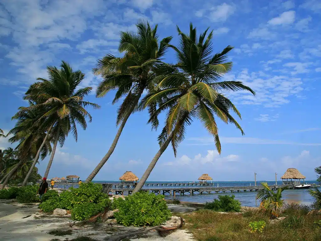 Palm Trees on Ambergris Caye Beach