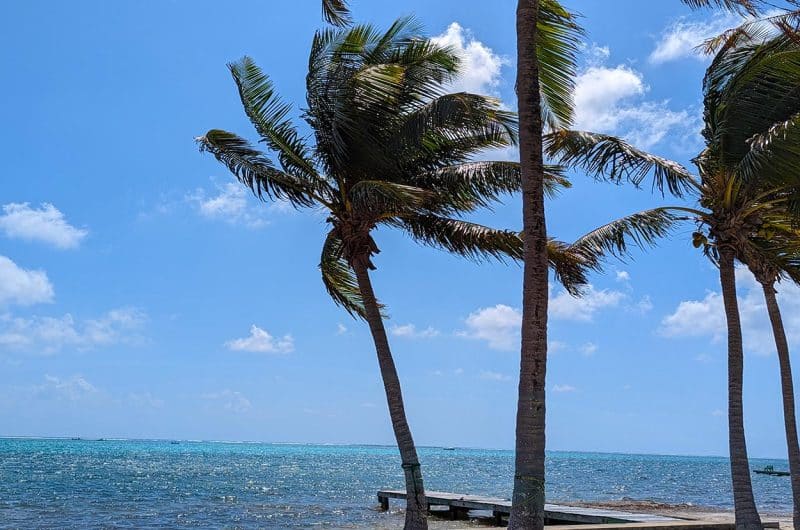 Belize Lot for Sale - North Canal Lagoon Property - Palm Tree