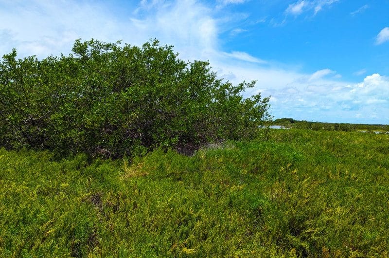 Belize Lot for Sale - North Canal Lagoon Property - View of Lot
