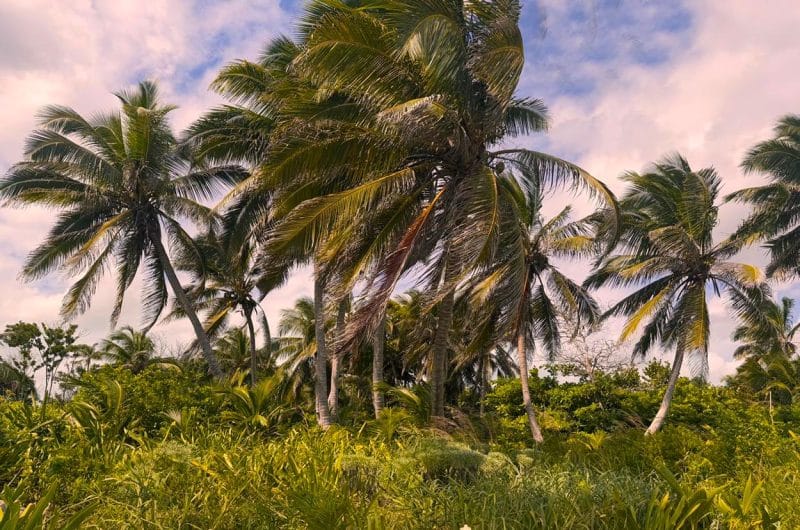Beachfront Land for Sale in Belize - San Andres - Palm Trees