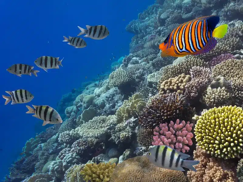 Snorkeling and Diving in Belize