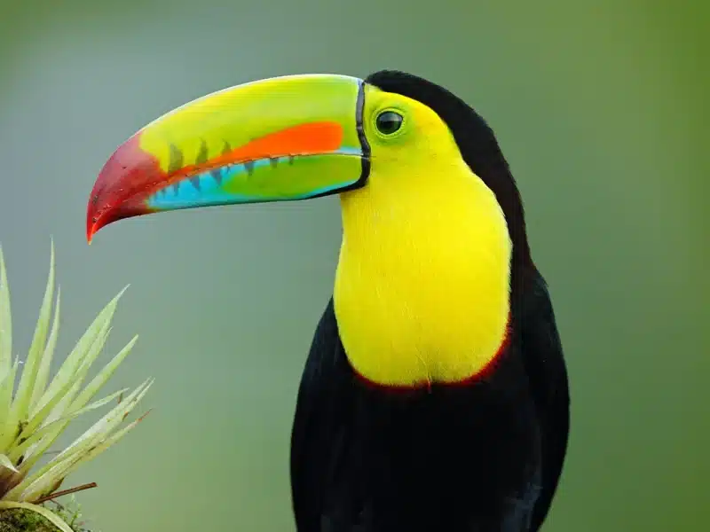 Wildlife and Nature Tours in Belize