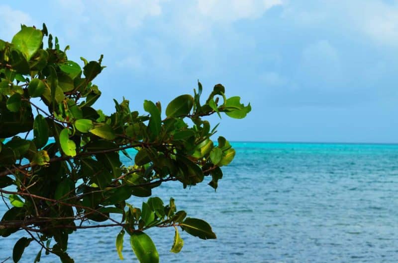 Affordable South Island Properties on Ambergris Caye Belize View of Ocean